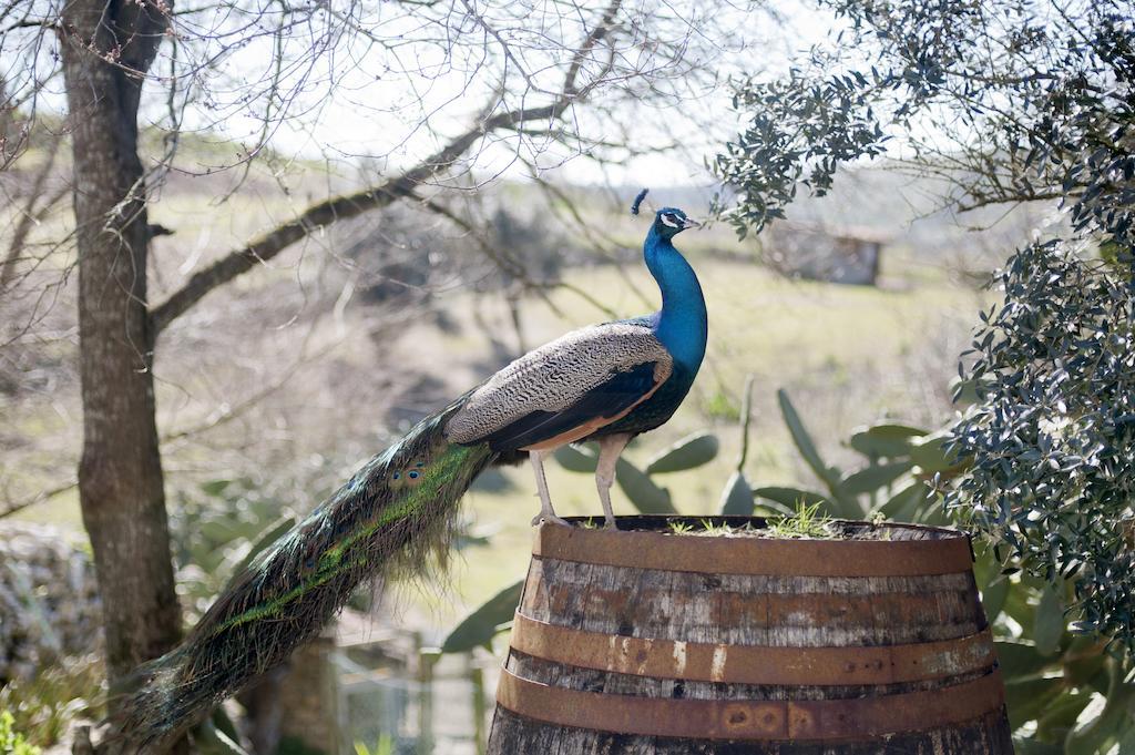 Aldeia da Mata Pequena Mafra Exterior foto